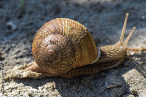 snail on sand