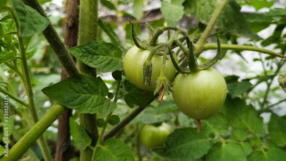 green tomatoes on a branch