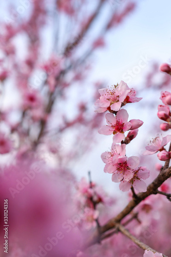 Peach flower in spring season