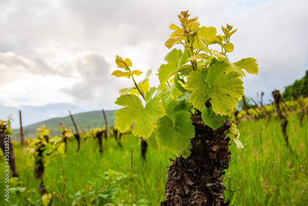 Départ des nouveaux sarments sur le pied de vigne au printemps, vignoble d'Alsace