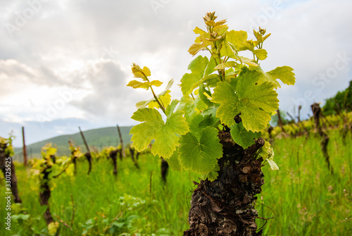 Départ des nouveaux sarments sur le pied de vigne au printemps, vignoble d'Alsace photo