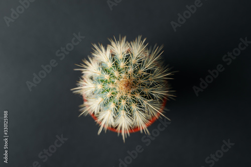 Cactus in pot on black background  top view