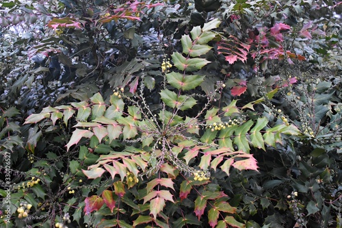 Flowering plant of Mahonia x media or Mahonia japonica buckland, in the park.  photo