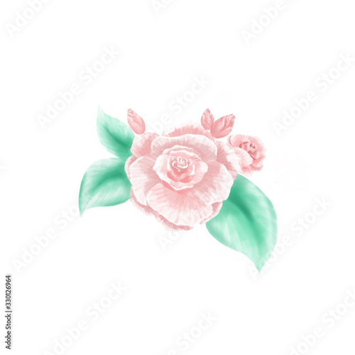 pink rose illustration  with rosebud and leaves  isolated on white background. drawing