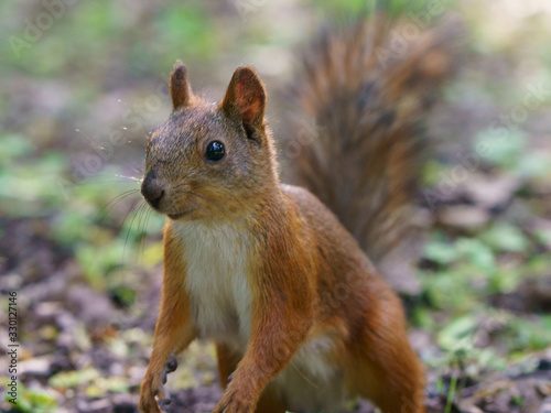 Funny little squirrel in a city park at a sunny spring day. Squirrel standing on the ground. Animals theme.