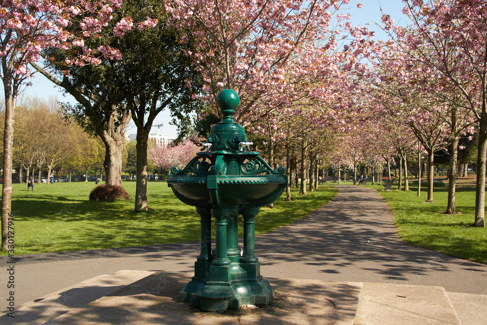 Fototapeta premium Cherry Blossoms in Herbert Park in Dublin, Ireland