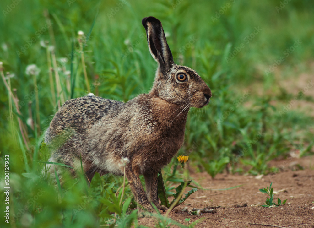 hare hare