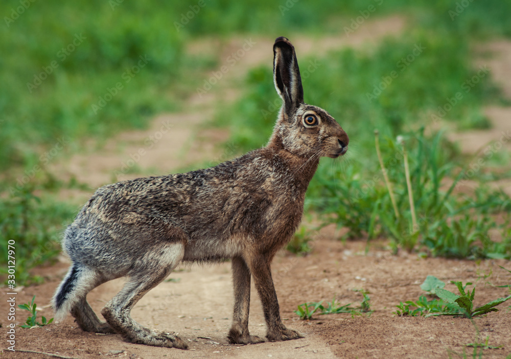Fototapeta premium hare