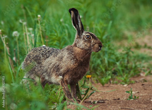 hare © unreal44