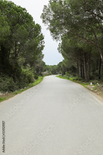 desert road passing through the forest