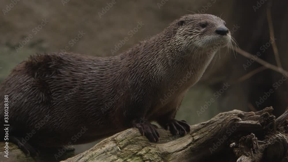 otter steps onto log and looks out into wild