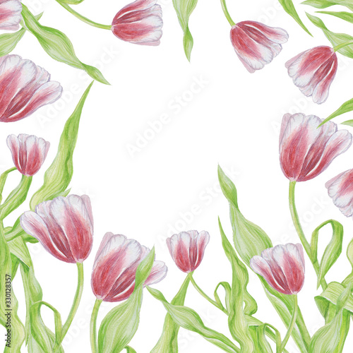 frame pattern watercolor tulip isolate