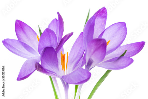 spring purple little crocus flowers isolated on white
