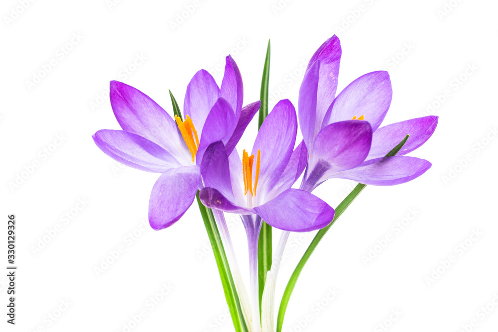 spring purple little crocus flowers isolated on white spring purple little crocus flowers isolated on white