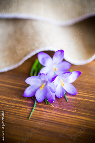 spring purple crocus flowers on a wooden table
