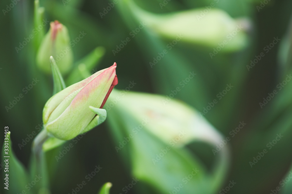 Close-up of green beautiful flower growing in the garden Close-up of green beautiful flower growing in the garden