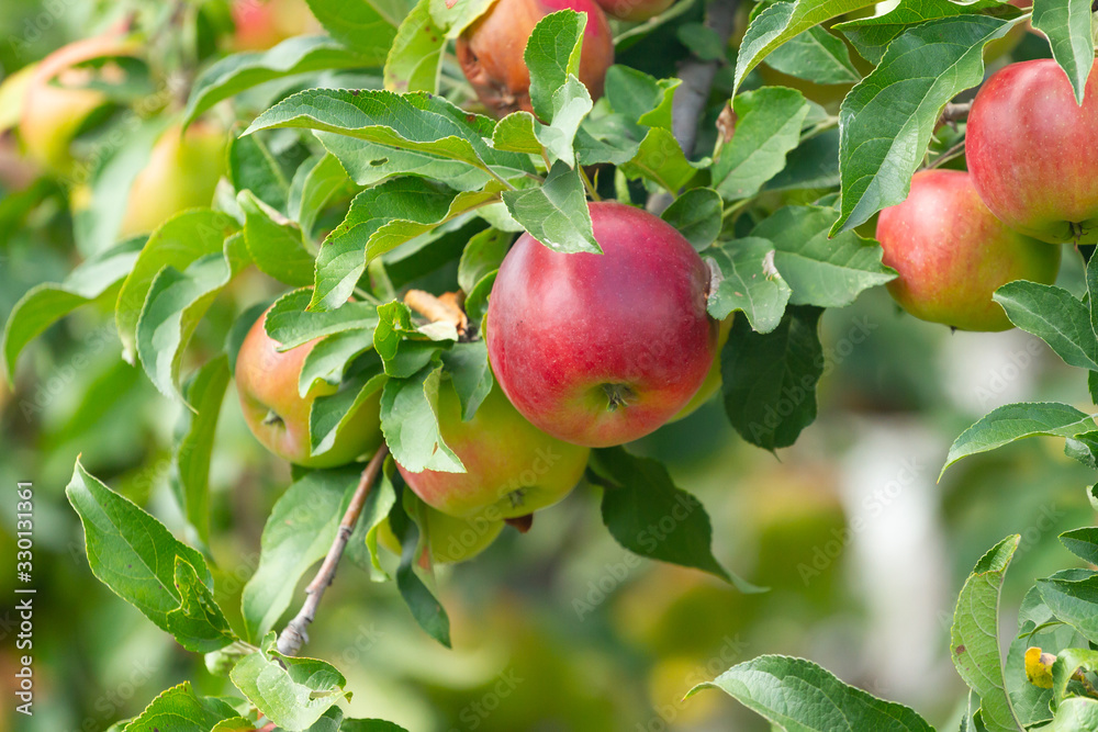 Branch of a tree with fruits of apples Branch of a tree with fruits of apples