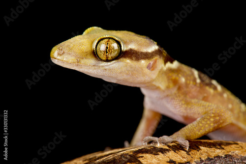 banded leaf-toed gecko (Hemidactylus fasciatus)