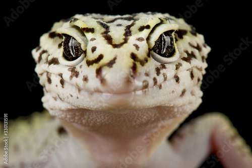 Iranian fat tailed gecko (Eublepharis angramainyu) © mgkuijpers