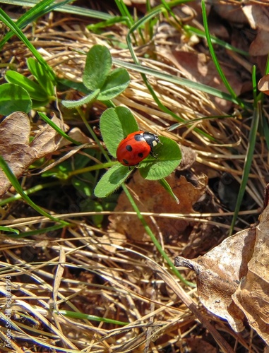 ladybug beetle on a clover leaf closeup symbol of luck