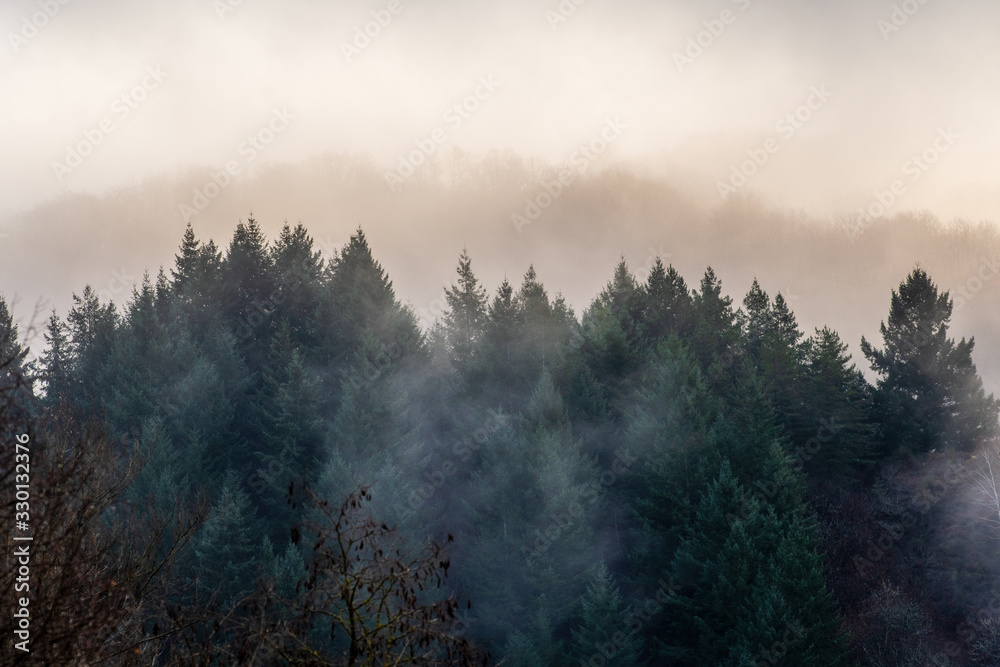 Cimes des sapins dans la brume matinale en forêt d'Aveyron