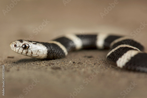 Boulenger's garter snake (Elapsoidea boulengeri)