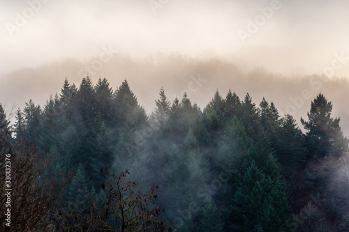 Cimes des sapins dans la brume matinale en forêt d'Aveyron