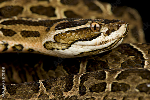 Crossed pitviper (Bothrops alternatus)