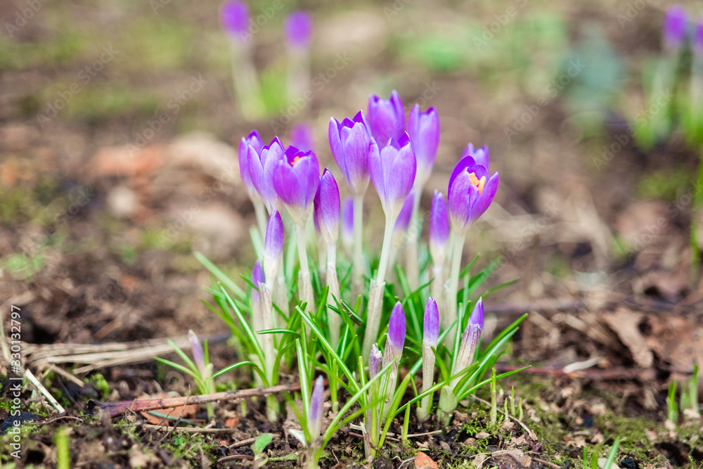 violet crocus flowers close up macro on green background. Early spring first flowers blooming violet crocus flowers close up macro on green background. Early spring first flowers blooming