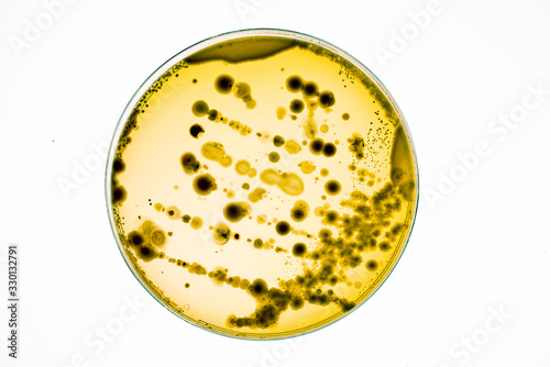 Growing Bacteria in Petri Dishes on agar gel Scientific experiment. photo