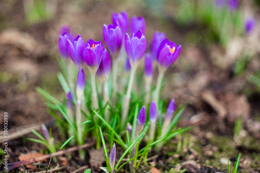 violet crocus flowers close up macro on green background. Early spring first flowers blooming violet crocus flowers close up macro on green background. Early spring first flowers blooming