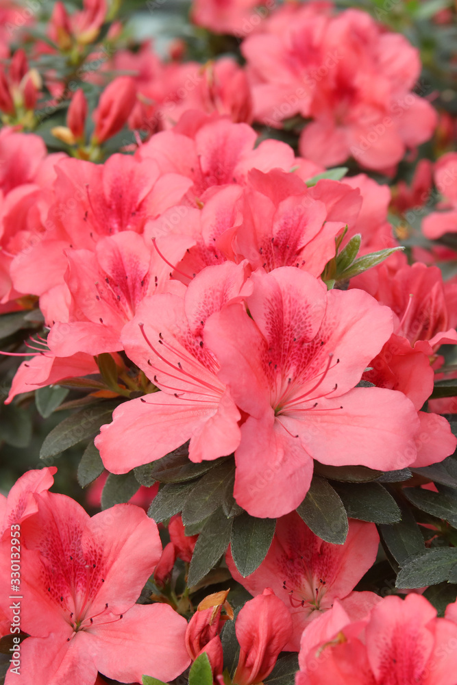 Beautiful spring image with coral flowers of azalea