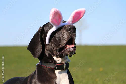 funny head portrait of a great dane with easter bunny ears slipping from head in garden