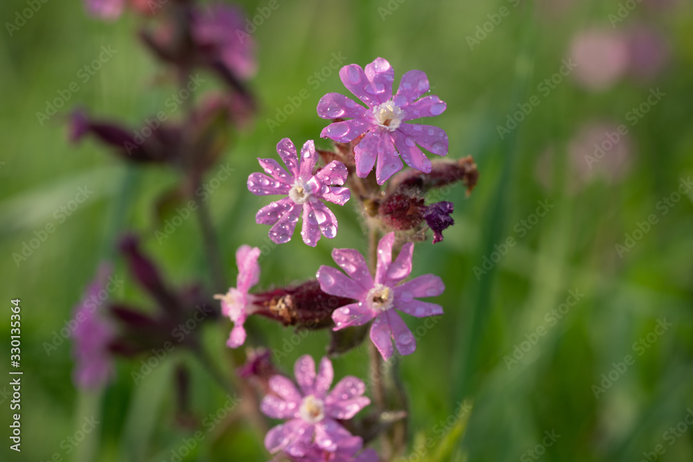 Red campion or Silene dioica on meadow