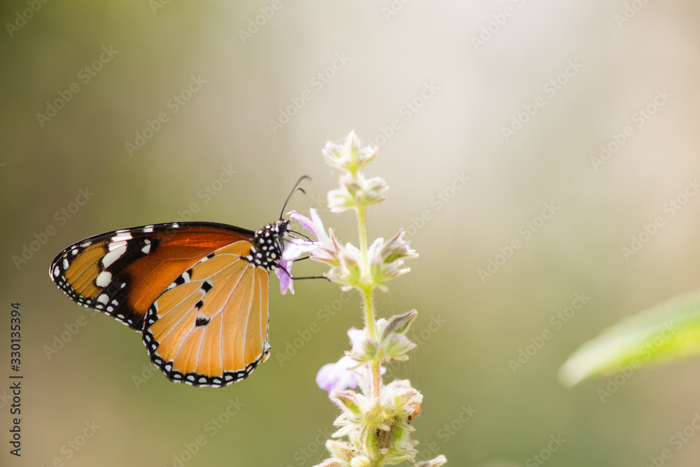 Fototapeta premium Butterfly