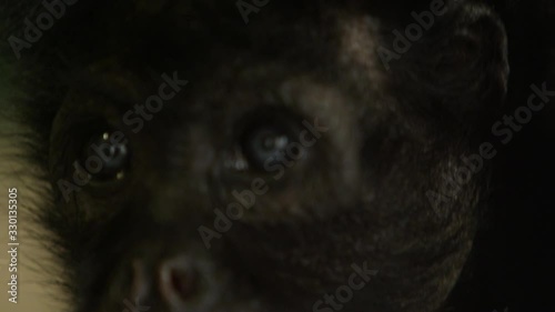 howler monkey extreme close up photo