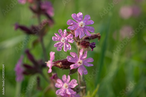 Red campion or Silene dioica on meadow