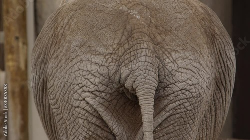 elephant rearend tail view close up photo