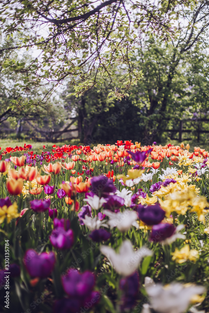Colourful tulips in the city park