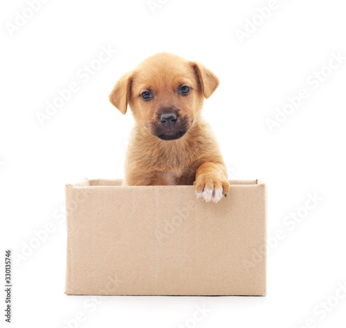 Canvas Print Two small dogs in the box.