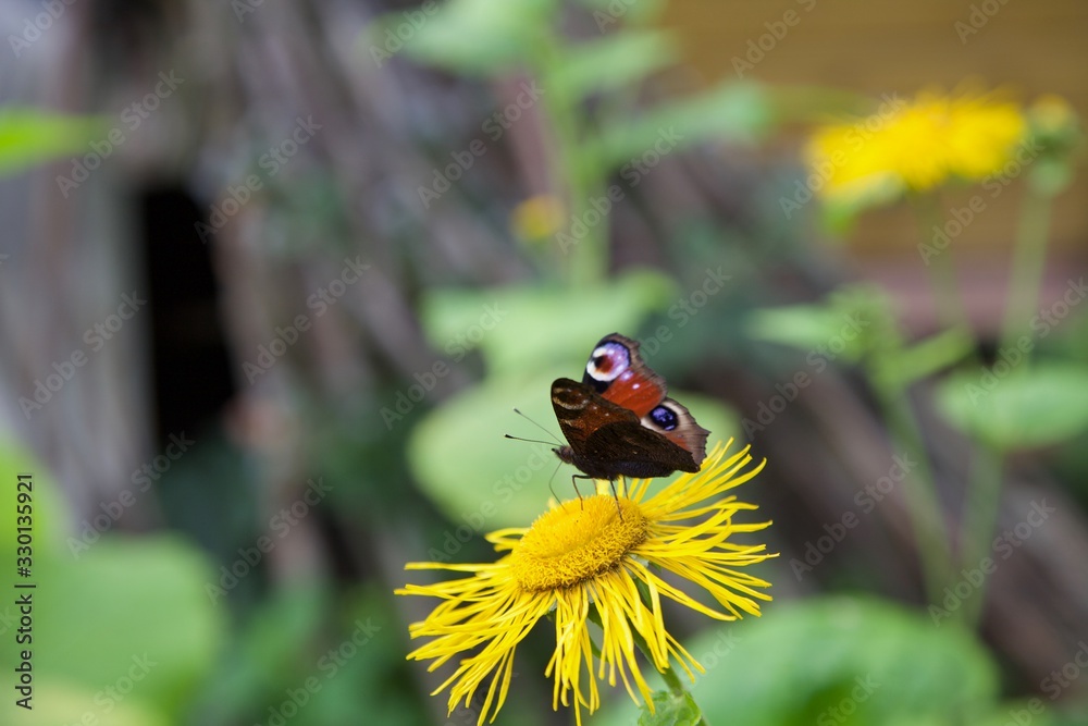 A butterfly is sitting on the yellow flower A butterfly is sitting on the yellow flower