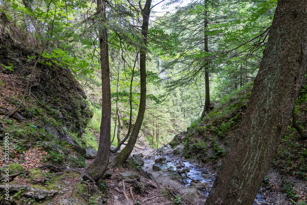 Fototapeta premium Forest stream surrounded by spring vegetation in Slovakia