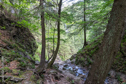 Forest stream surrounded by spring vegetation in Slovakia