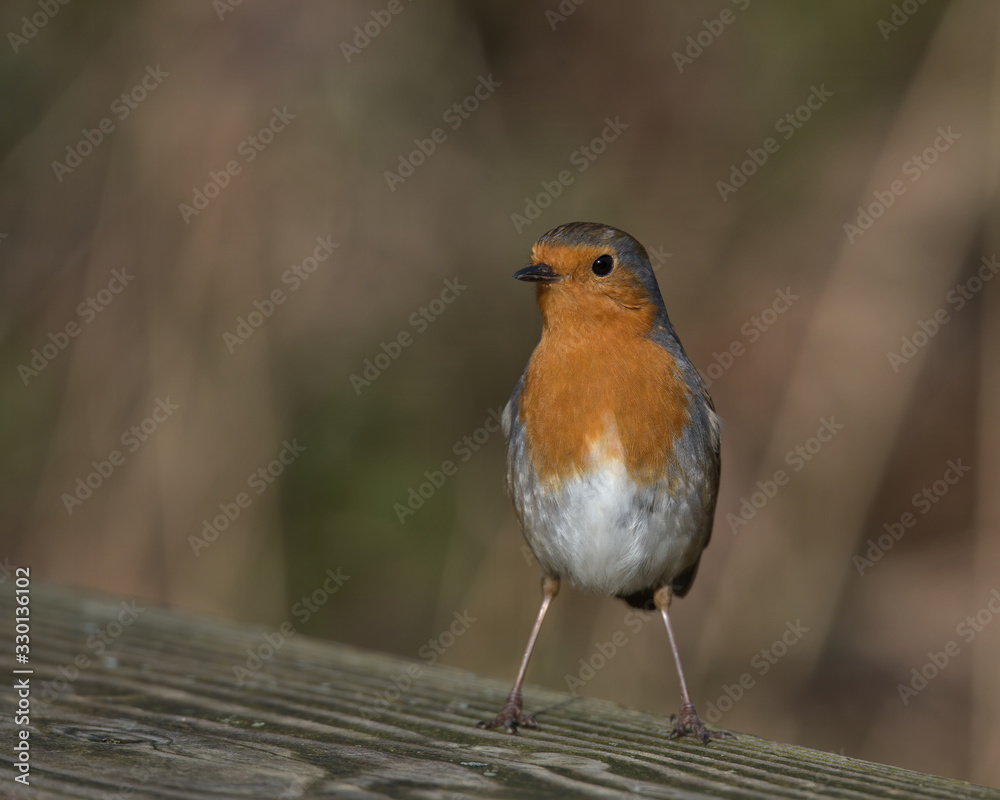 Robin redbreast