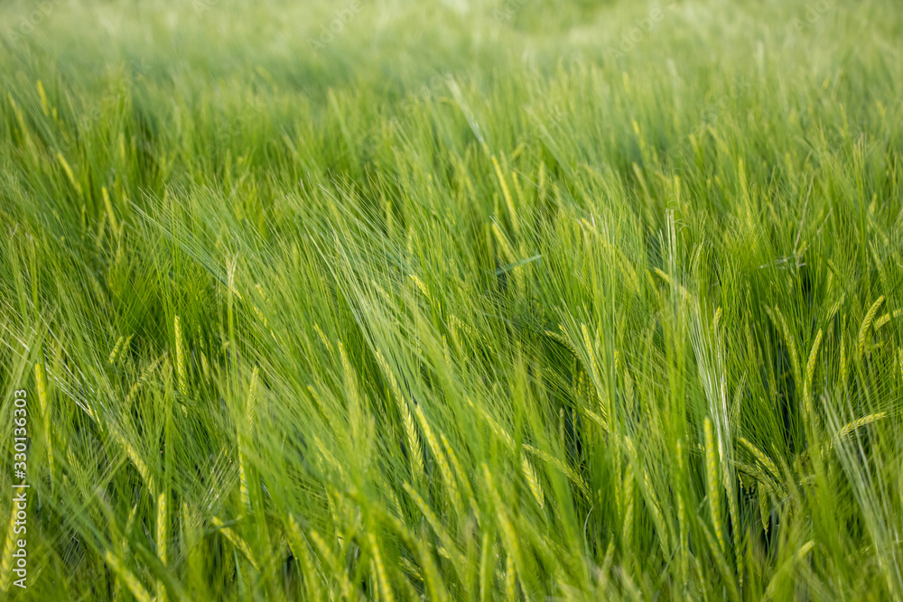 Landscape of Barley Field in early Summer