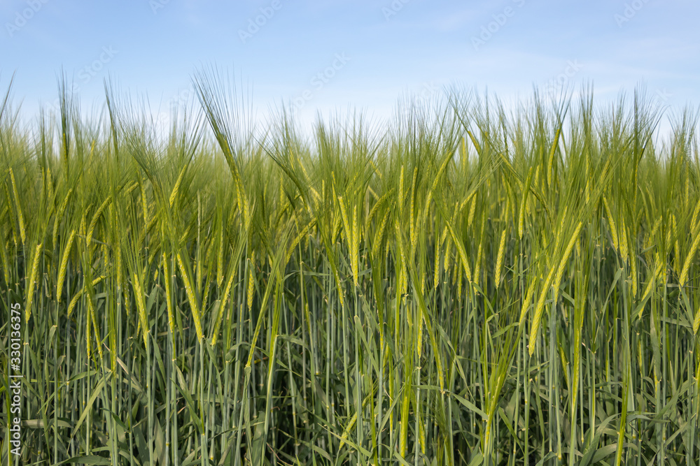 Young green barley corns growing in a field Young green barley corns growing in a field