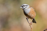 Emberiza cia (Rock Bunting), single bird on branch on a uniform orange background