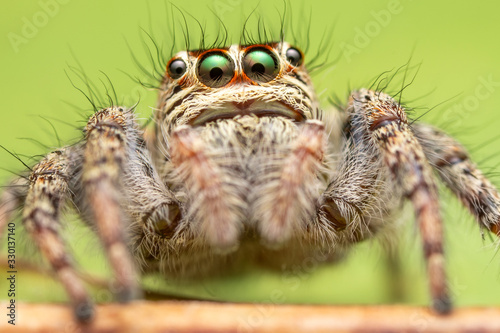The beautiful eyes of spiders jumping on the green background.