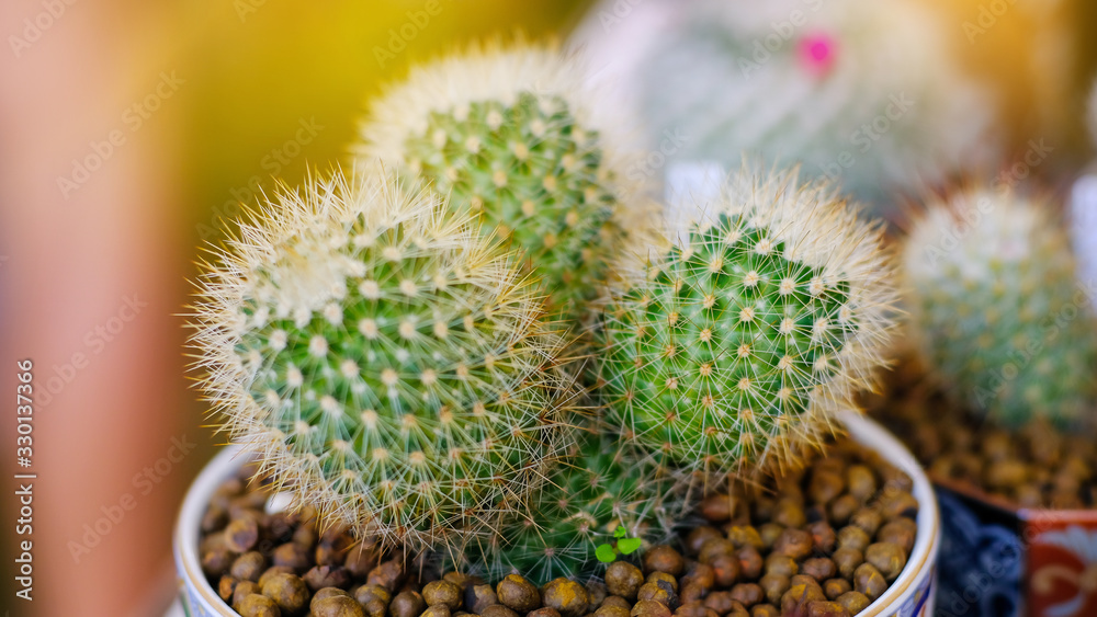 Echinocactus grusonii in a pot.Small cactus in a pot close up. Echinocactus grusonii in a pot.Small cactus in a pot close up.