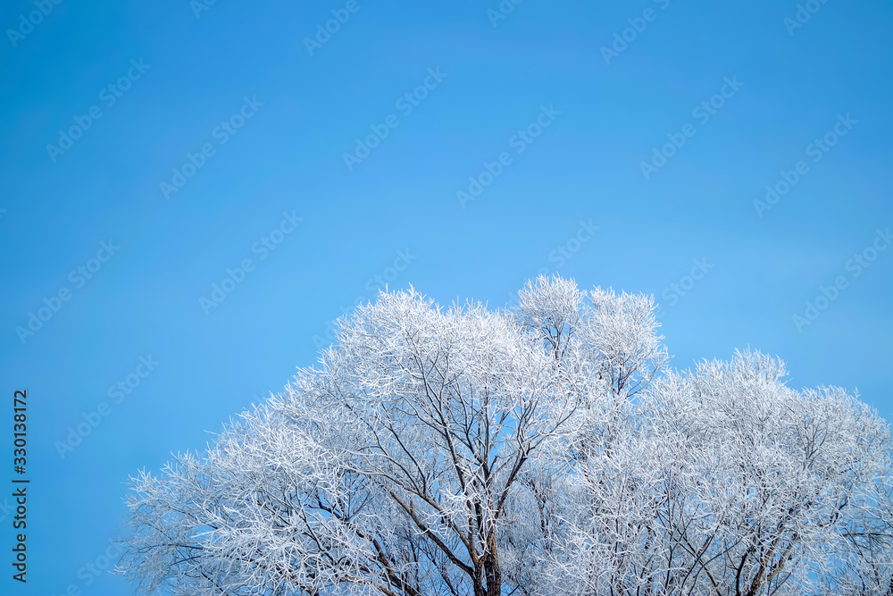 winter tree and snow with copy space